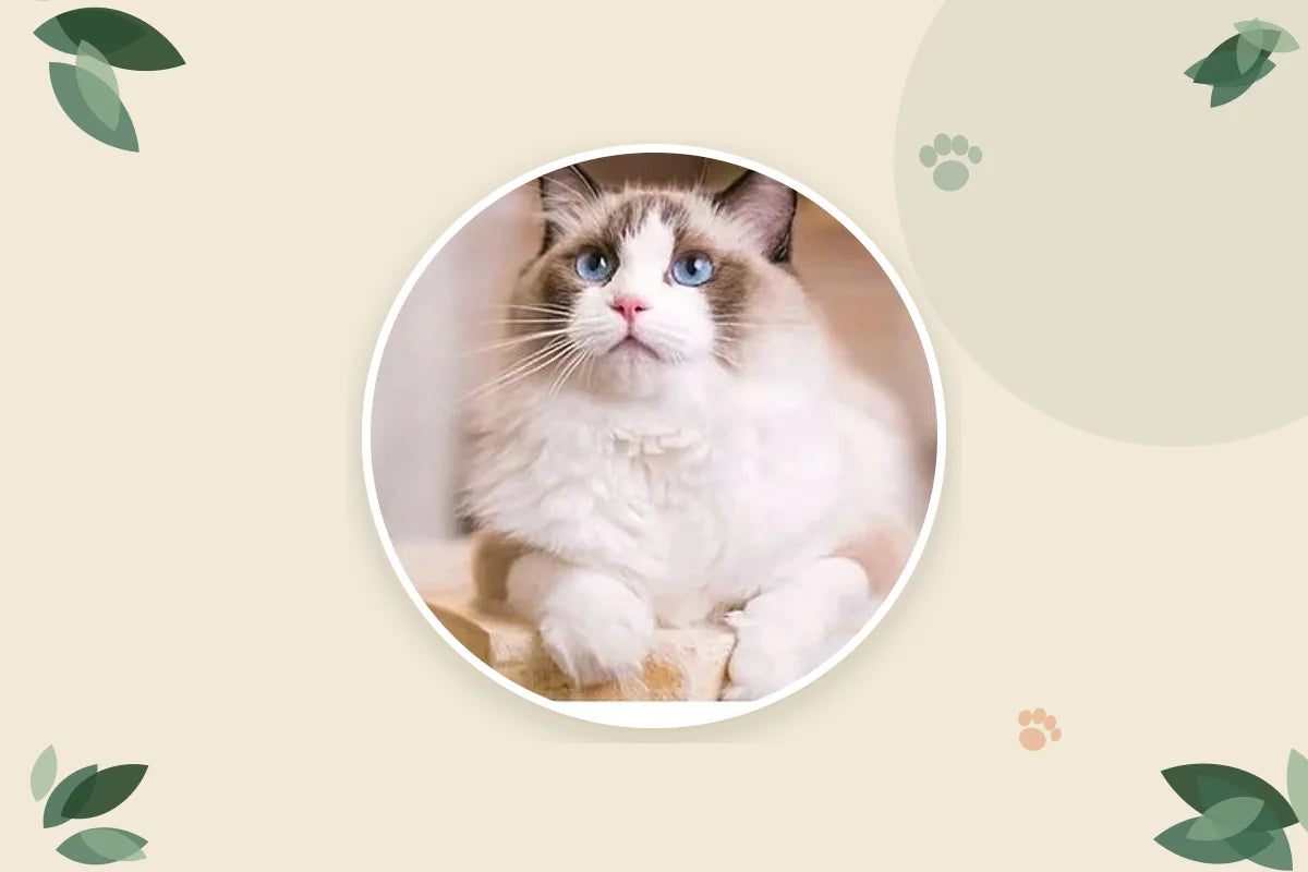 Gato ragdoll de ojos azules mirando hacia arriba