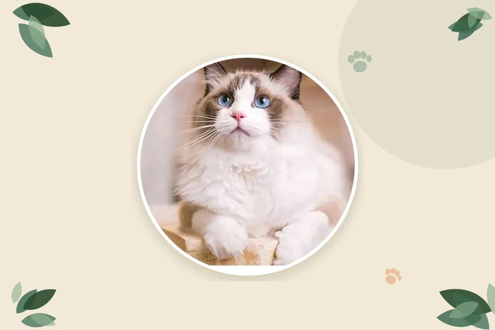 Gato ragdoll de ojos azules mirando hacia arriba