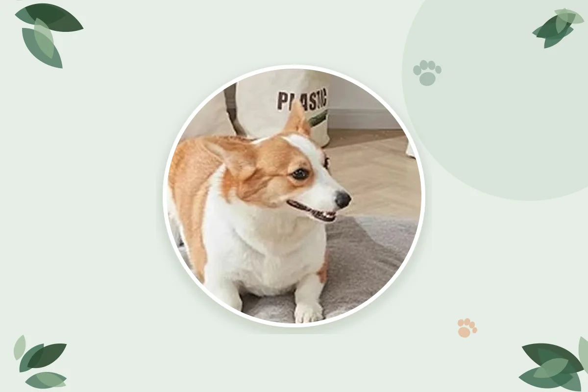 Corgi tumbado sobre una cama gris