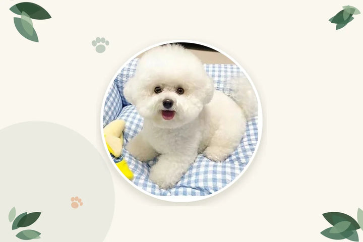 Perro bichón blanco tumbado sobre una cama de cuadros